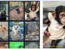 北京野生动物园如何依托于抖音生活服务实现品牌增长红利